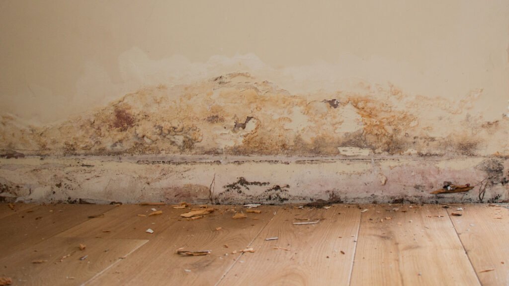 Rising Damp Cpd Seminar